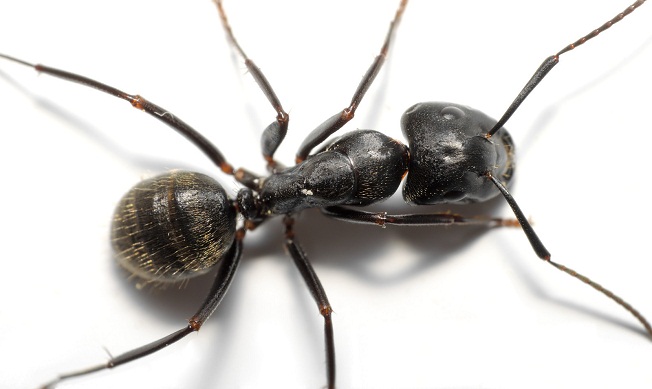 Ants control perth