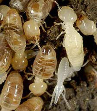 termite-exterminator-MD